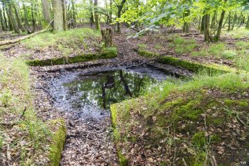 Taubrunnenwald Vermeulen